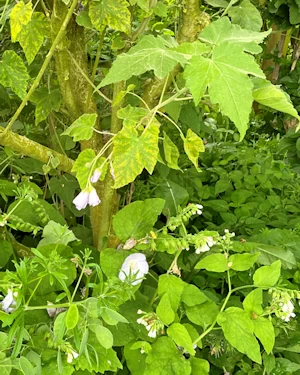 Abutilon vitifolium