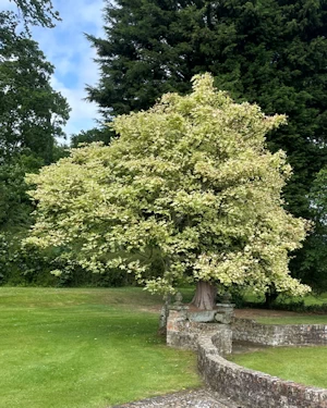 Acer pseudoplatanus brilliantissimum