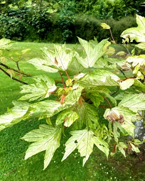 Acer pseudoplatanus brilliantissimum