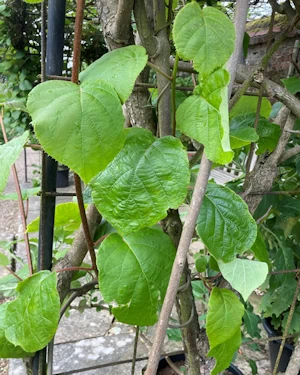 Actinidia chinensis