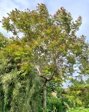 Ailanthus altissima
