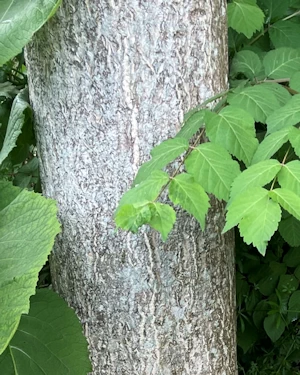 Ailanthus altissima