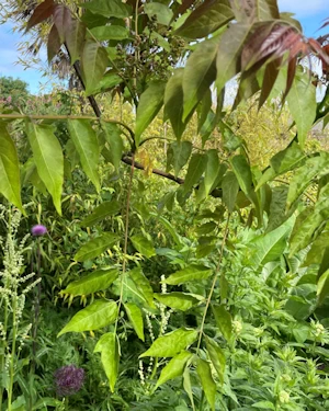 Ailanthus altissima