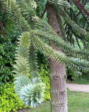 Araucaria araucana