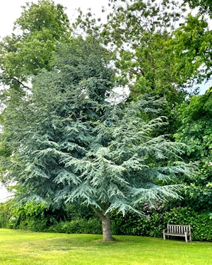 Cedrus atlantica glauca