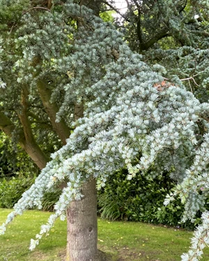 Cedrus atlantica glauca