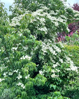 Cornus kousa chinensis