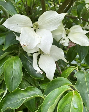 Cornus kousa chinensis