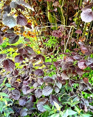 Corylus maxima purpurea