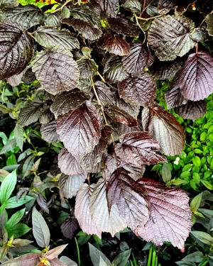Corylus maxima purpurea