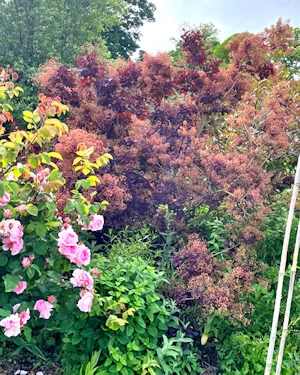 Cotinus coggygria Royal Purple