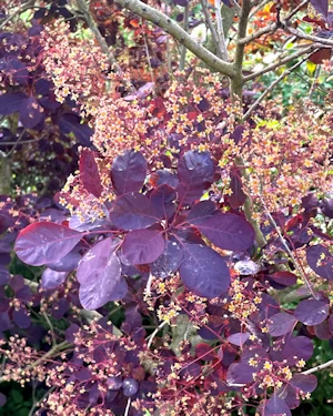 Cotinus coggygria Royal Purple