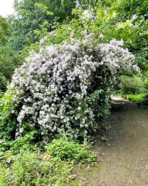 Deutzia