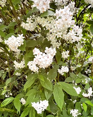 Deutzia