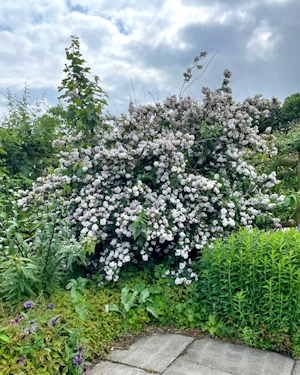 Deutzia pink pom pom