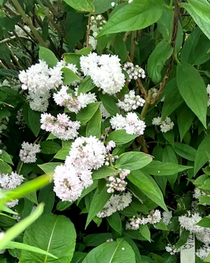 Deutzia pink pom pom