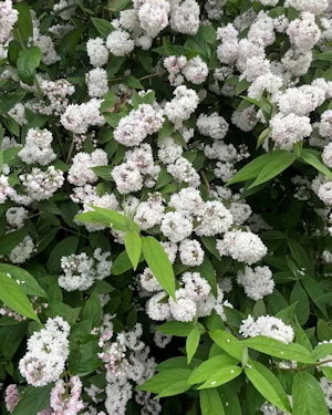 Deutzia pink pom pom