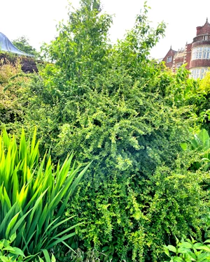 Escallonia edinensis