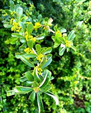 Escallonia edinensis