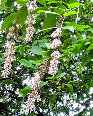 Indigofera pendula