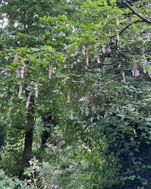 Indigofera pendula