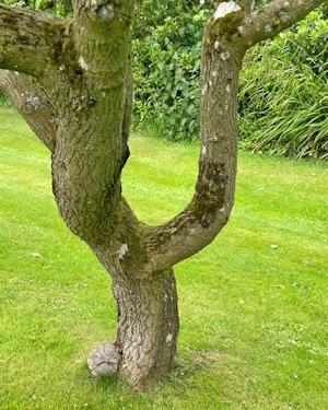 Morus alba