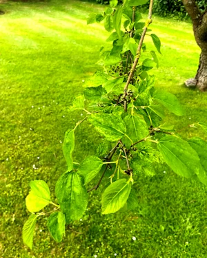 Morus alba