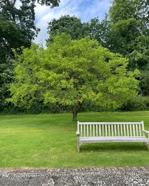 Morus alba