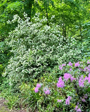 Philadelphus coronarius