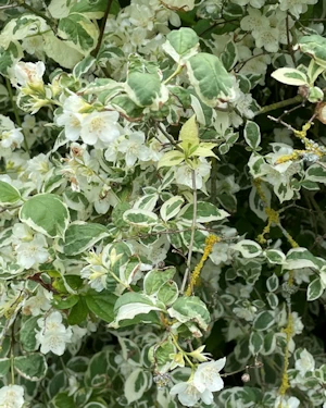 Philadelphus coronarius