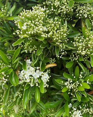 Pyracantha lalandei