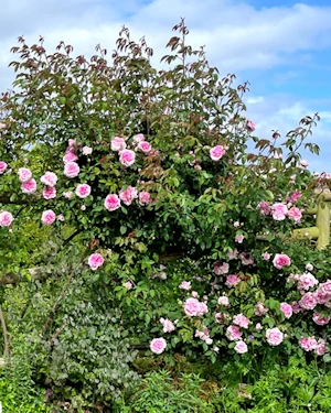 Rosa Blairii No2