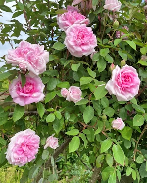 Rosa Blairii No2