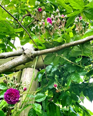 Rosa bleu magenta