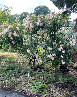 Rosa cornelia