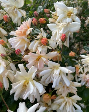 Rosa cornelia