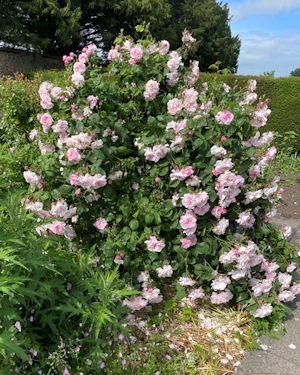 Rosa Fantin Latour