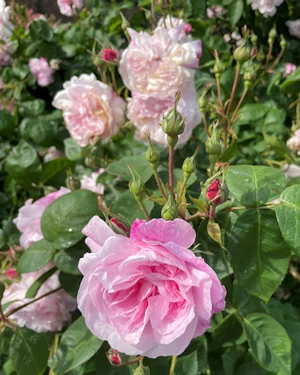 Rosa Fantin Latour
