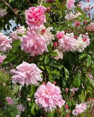 Rosa Fantin Latour