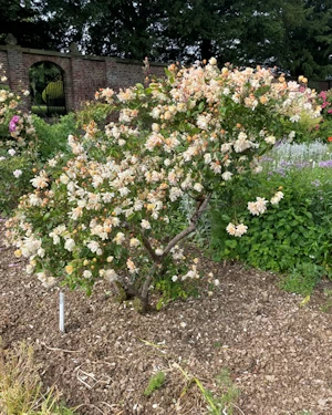 Rosa felicia