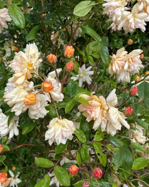 Rosa felicia