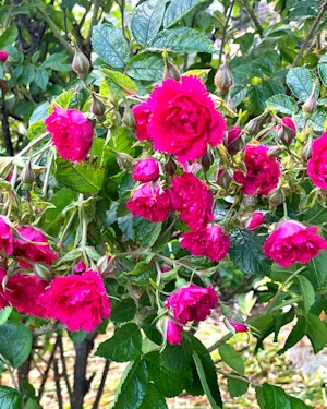 Rosa J Grootendorst