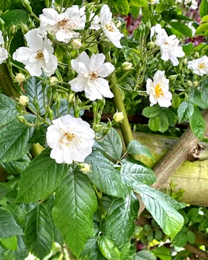 Rosa rambling rector