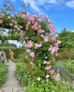 Rosa tea rambler