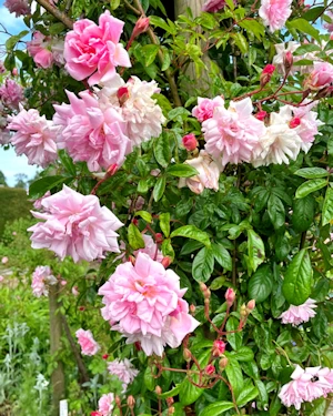 Rosa tea rambler
