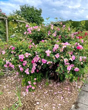 Rosa The Countryman