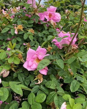 Rosa The Countryman