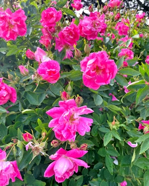 Rosa William Baffin