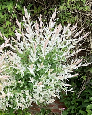 Salix Hakiro Nishiki