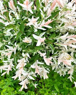 Salix Hakuro Nishiki